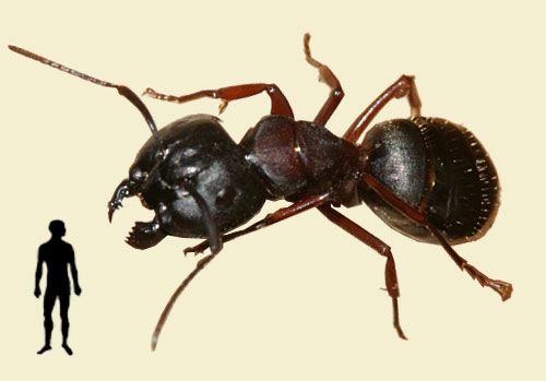 Giant Ant Comparison